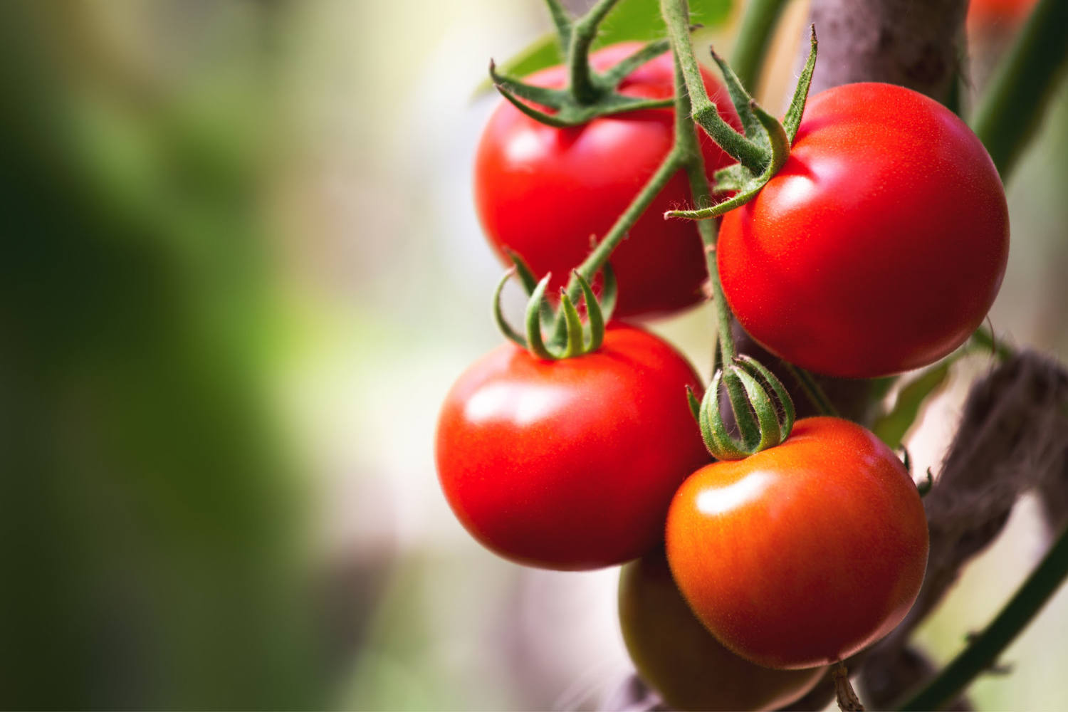 Tomaten schijf machinaal gesneden 3mm kist 5 kilogram 3